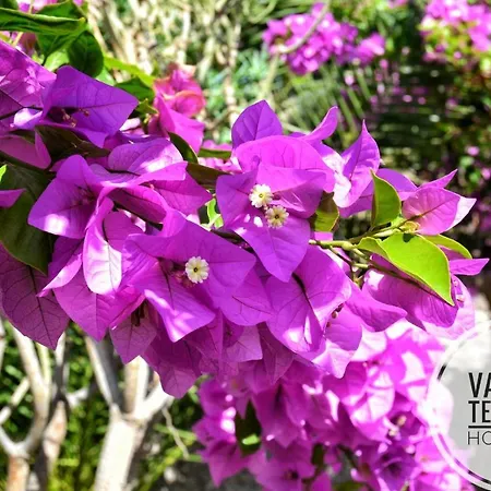 Deluxe With Private Pool El Duque By Vapago Tenerife ヴィラ