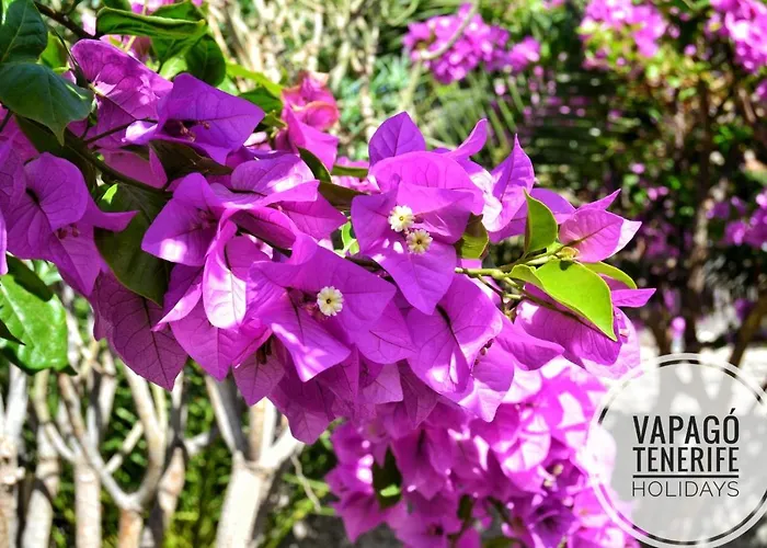 Deluxe With Private Pool El Duque By Vapago Tenerife ヴィラ